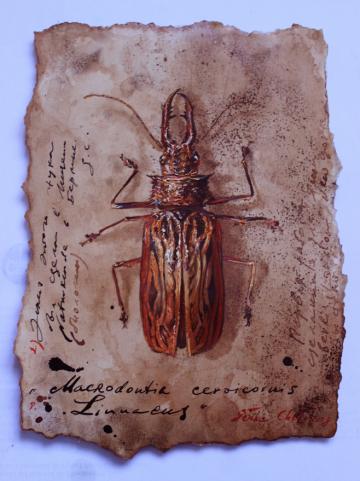 Macrodontia Linneaeus, 24x18cm, Mischt./Papier, 2008